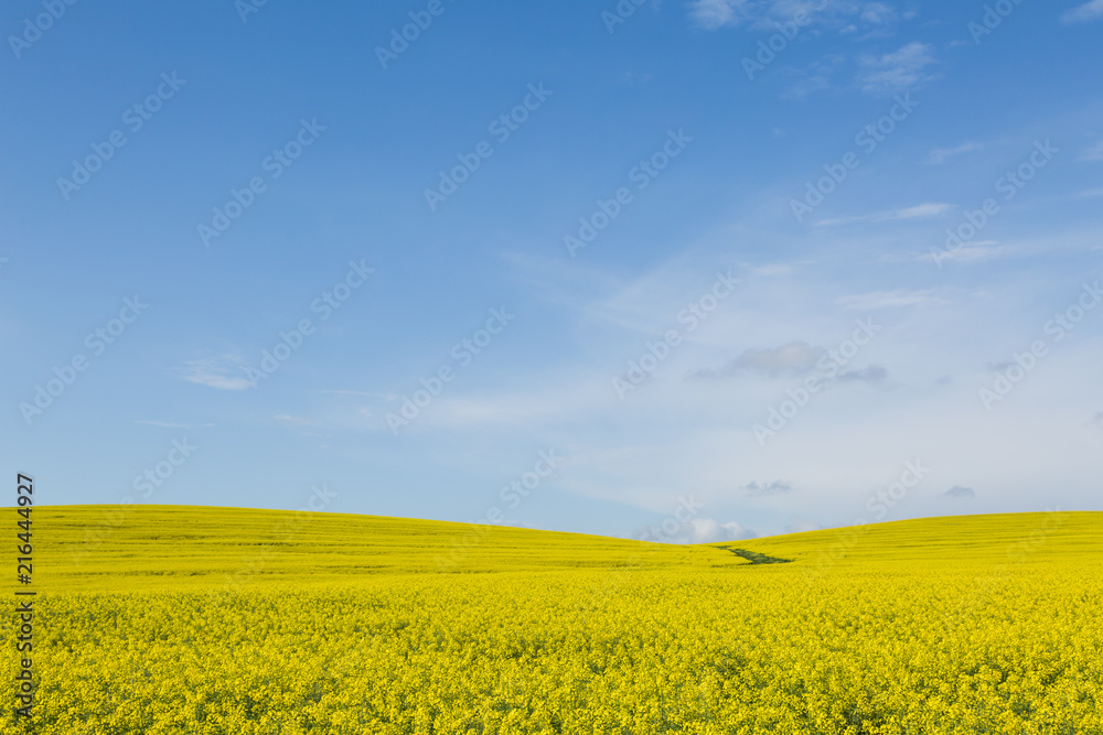 Canola Field in Spring 
