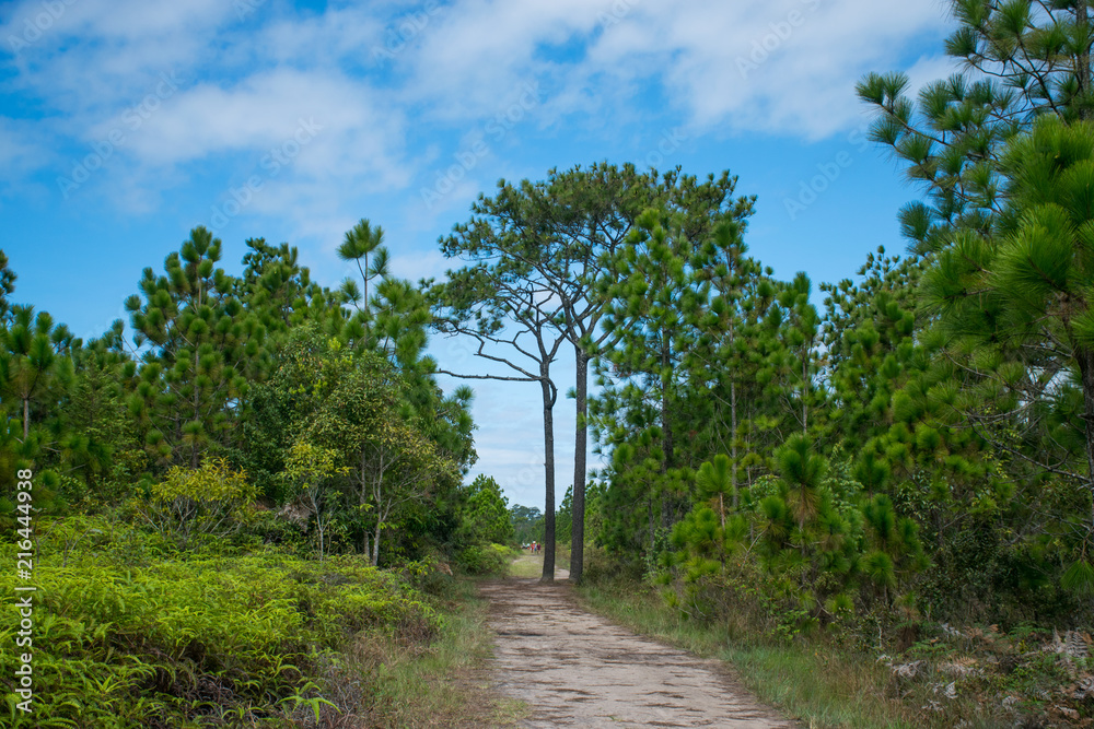 Pine tree in the middle path to Phu Kradueng Camping Center, Phu Kradueng National Park, Loei