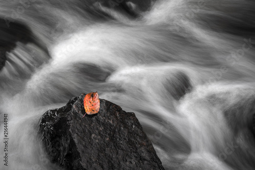 Leaf on rock in stream