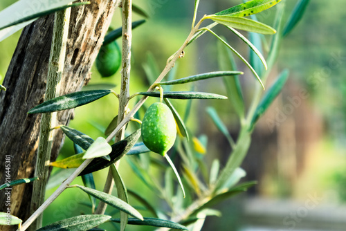 Green olives on branches