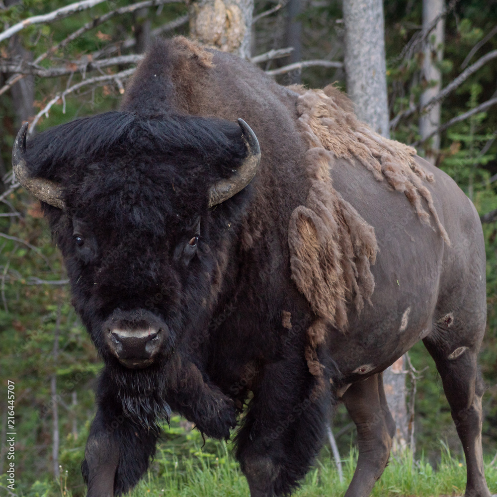 Fototapeta premium Raging Bull Buffalo