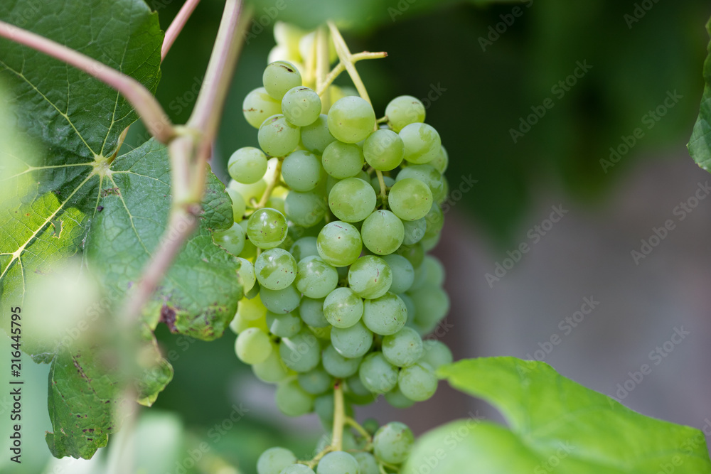 Ripening bunches of grapes in central Europe. Fruit used for wine production. Ripening bunches of grapes in central Europe. Fruit used for wine production.
