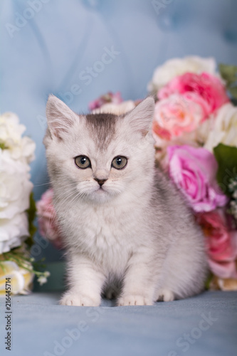 the Scottish kitten sits in flowers