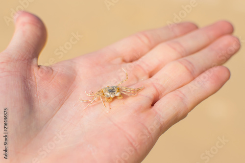 Ghost crab on a hand, Ocypode, Ocypodidae