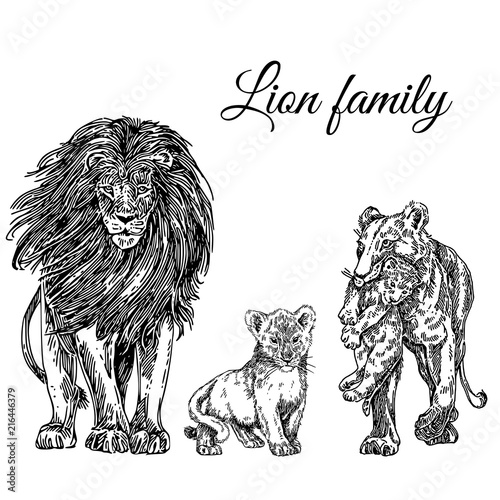 Animals set. Lion family: lion, lioness and two cub. Sketch. Engraving style. Vector illustration.