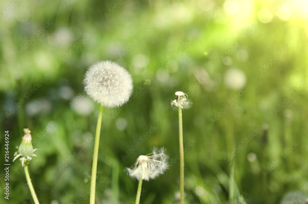 dandelion in the sun against a background of greenery