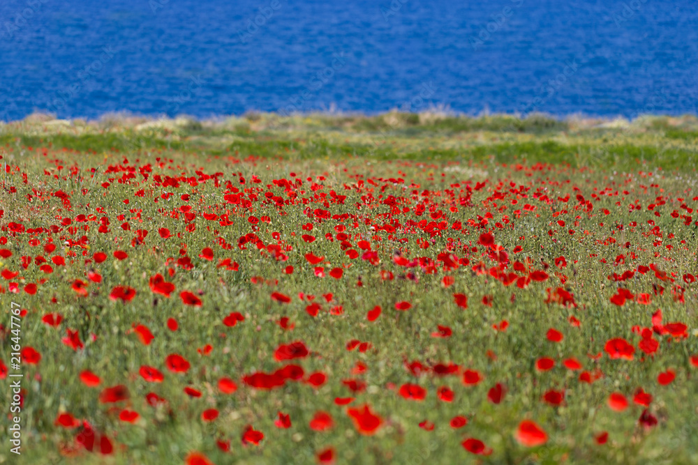 Poppy field near the cretan sea, Scaleta