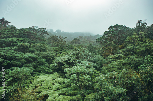 Misty dense rainforest known as the cloud forest in Monteverde, Costa Rica