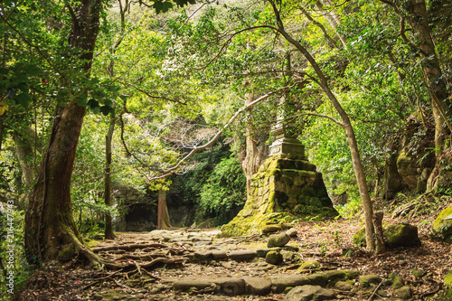 An ancient monument covered with moss deep in the forest on Mount Nokogiri in Chiba prefecture   Japan. The leaves of old trees are lit by the sun  and huge trees roots form the path. 
