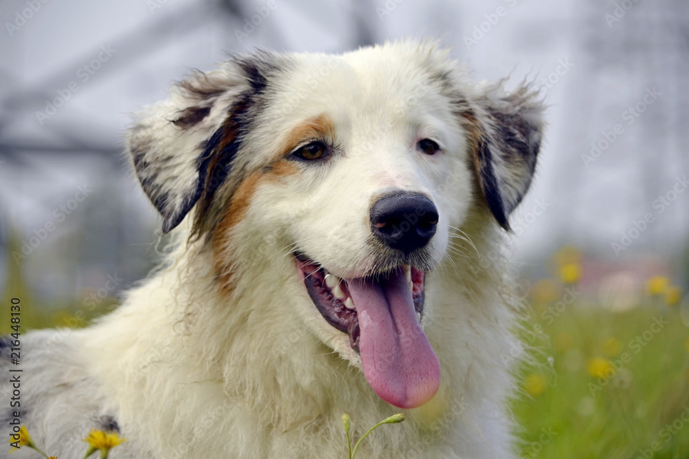 Sunstroke, health of pets in the summer.  Young Australian Shepherd Dog. Aussie. How to protect your dog from overheating.Training of dogs.  Young energetic dog on a walk. 