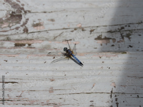 A beautiful blue dasher dragonfly (Pachydiplax longipennis) on a wooden surface  photo