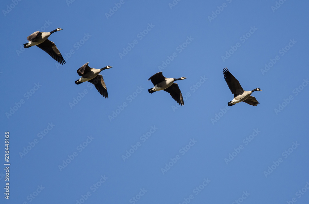 Four Canada Geese Flying in a Blue Sky Four Canada Geese Flying in a Blue Sky