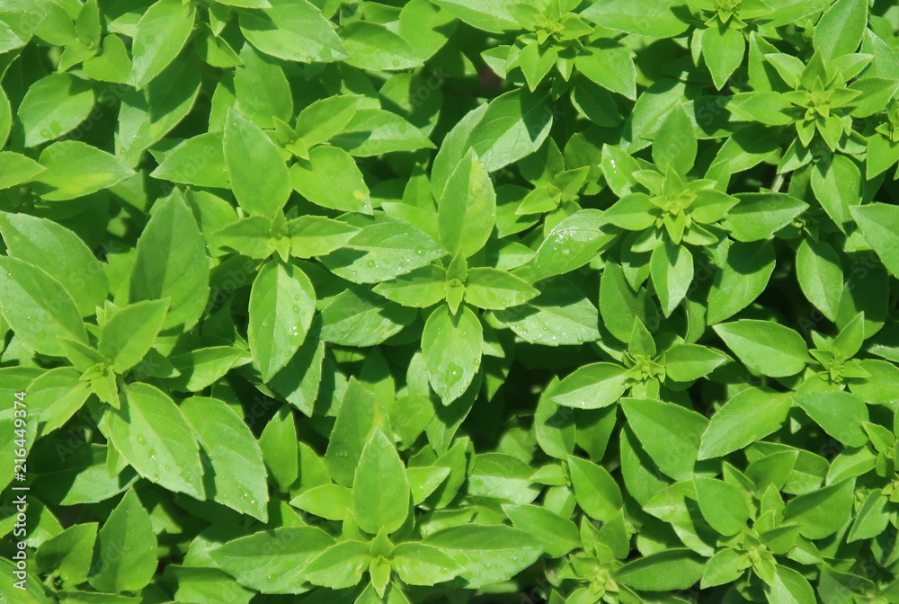 Obraz premium Fresh green basil leaves
