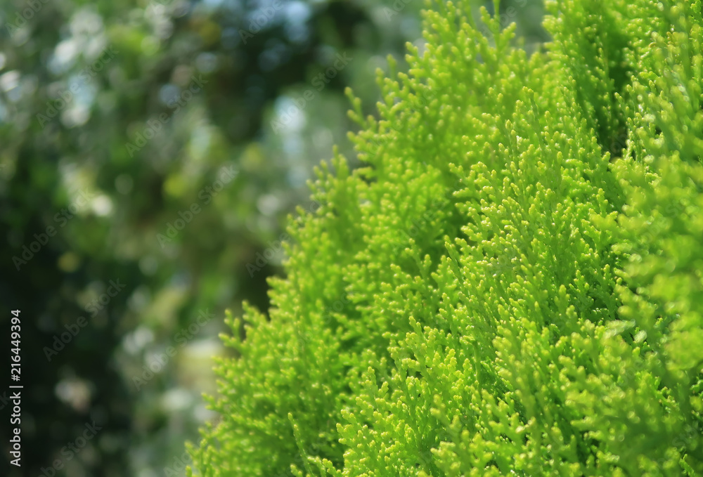 Thuja