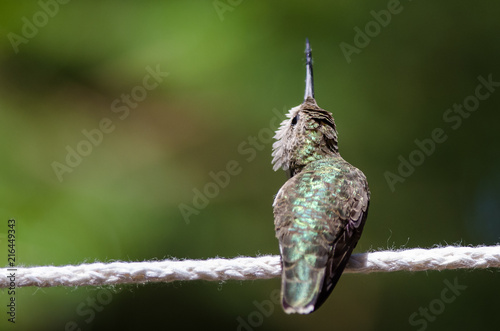 Alert Little Hummingbird Looking for Trouble While Perched on a Piece of Clothesline