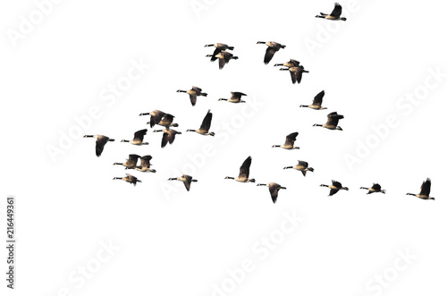 Large Flock of Canada Geese Flying on a White Background