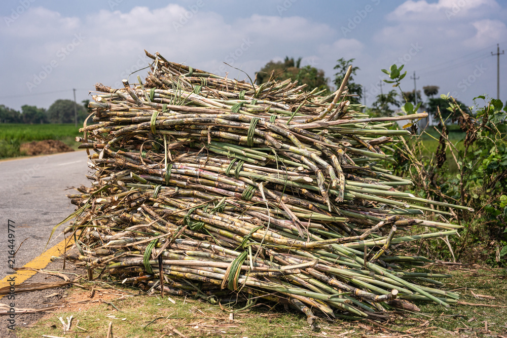 Chikkavoddaragudi, Karnataka, India - November 1, 2013: Closeup of Stack of harvestes sugar cane stalks set on side of road under blue sky with white clouds. Chikkavoddaragudi, Karnataka, India - November 1, 2013: Closeup of Stack of harvestes sugar cane stalks set on side of road under blue sky with white clouds.