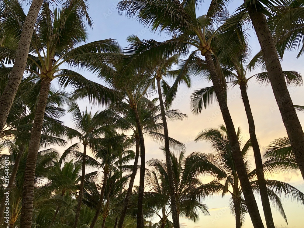 Fototapeta premium Maui, Hawaii Palm Trees at Sunset