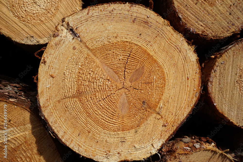 Fototapeta premium Przekrój ściętego drzewa w lesie nieopodal Puszczy Białowieskiej w Polsce