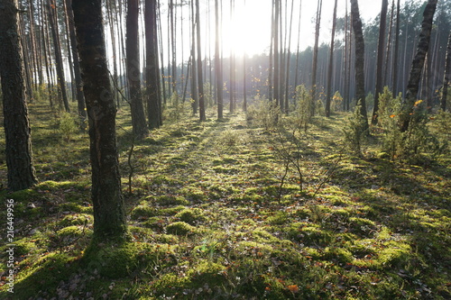 Drzewa, drzewa, drzewa... i słońce w lesie niedaleko Puszczy Białowieskiej w Polsce