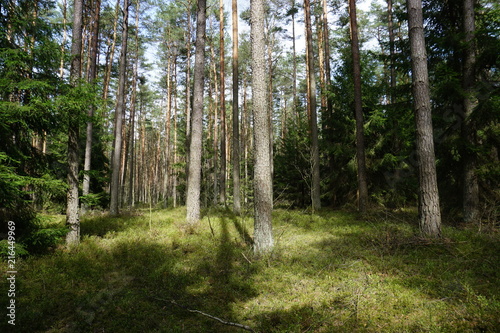 Drzewa  drzewa  drzewa... i s  o  ce w lesie niedaleko Puszczy Bia  owieskiej w Polsce