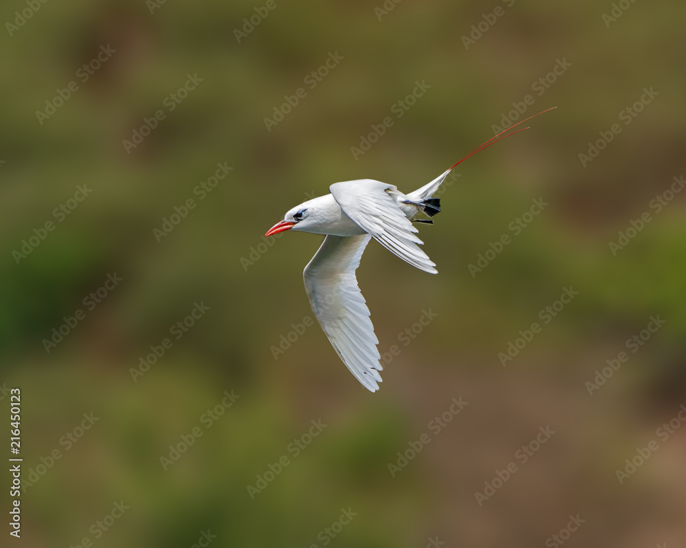 Red-tailed Tropicbird In Flight - A red-tailed tropicbird dives against an updraft over the cliffs of Kilauea Point National wildlife Refuge, Kauai, Hawaii. Red-tailed Tropicbird In Flight - A red-tailed tropicbird dives against an updraft over the cliffs of Kilauea Point National wildlife Refuge, Kauai, Hawaii.