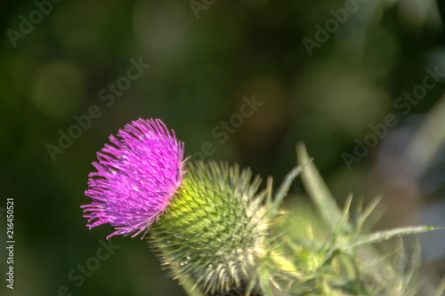 Purple flower with spike