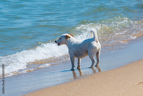 Jack Russell Terrier