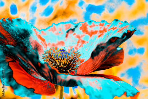 Artistic poppy shot.