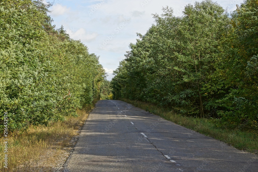 gray asphalt road and green vegetation and trees