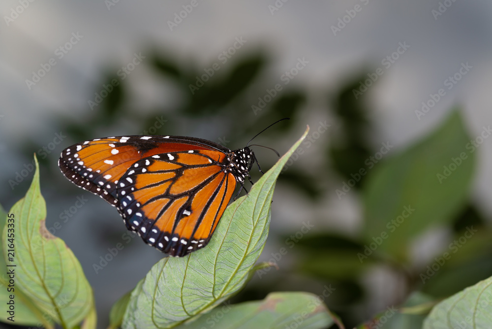 Fototapeta premium isolated macro image of fancy butterfly, Queen butterfly (Danaus gilippus) 