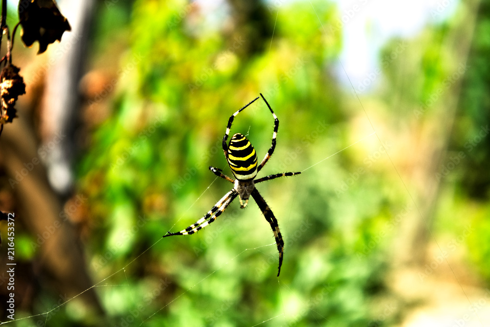 Yellow-Black striped spider on web Yellow-Black striped spider on web