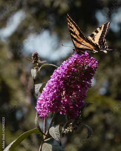 Butterfly in Plant