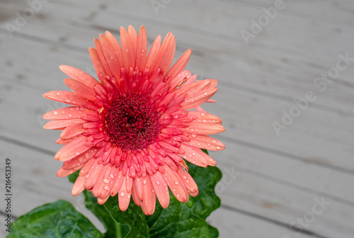 Pink Daisy with Gray Background