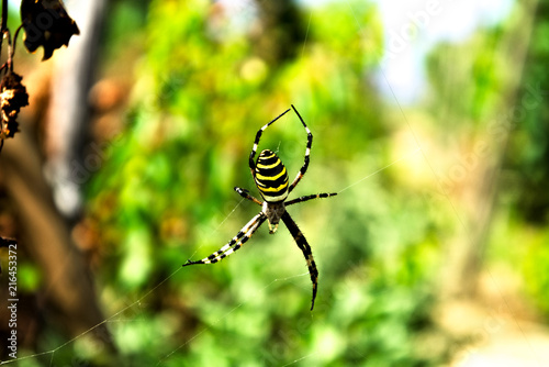 Yellow-Black striped spider on web