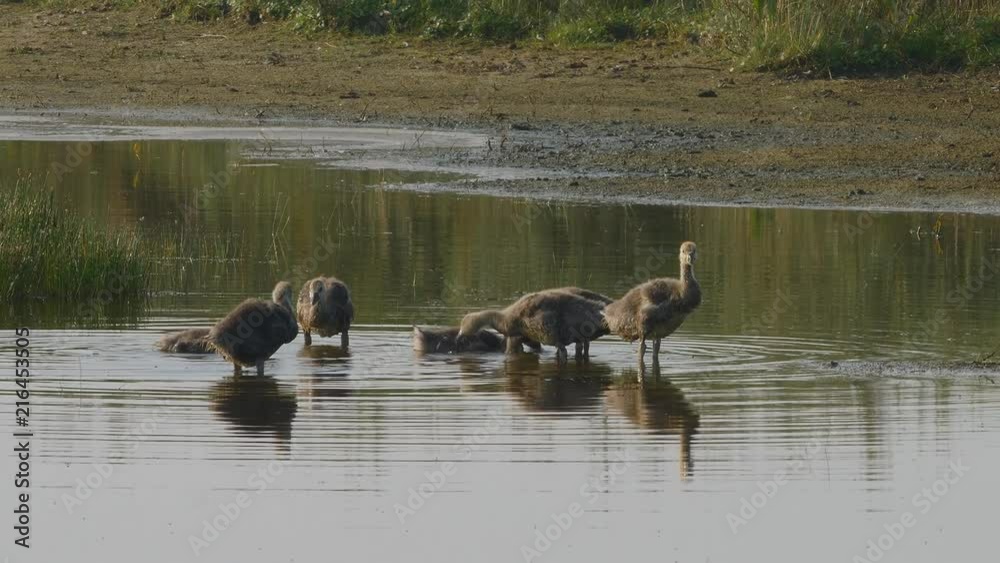 Juveline greylag geese float in swamp