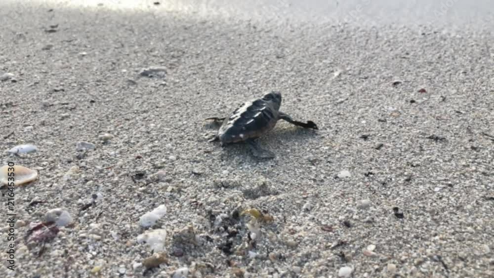 Suspenseful view of a tired baby hatchling sea turtle struggling on the beach to make its way into the waves Suspenseful view of a tired baby hatchling sea turtle struggling on the beach to make its way into the waves