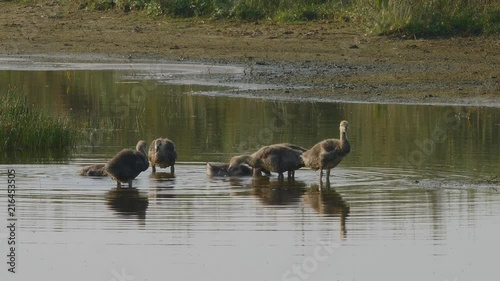 Juveline greylag geese float in swamp photo