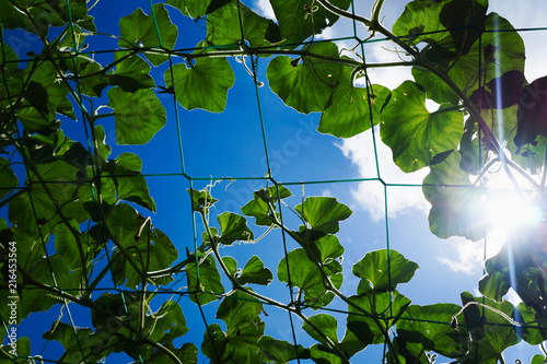 Leaves of Long Summer Squash on a pergola