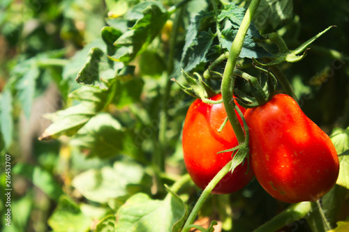 Red Tomatoes on Green tomato plant