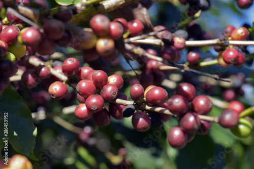 Closeup of ripe coffee beans on the tree