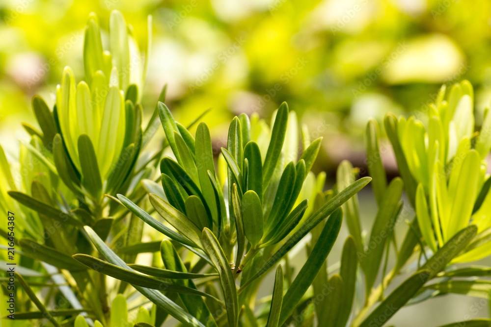 Obraz premium green leaf and cloud