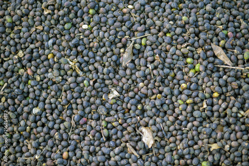Closeup of coffee beans in drying process
