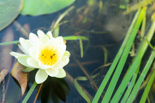White lotus with yellow pollen on surface of pond