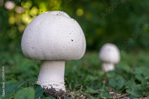 White Summer time mushrooms