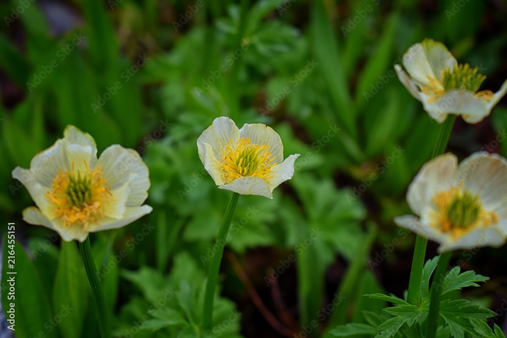 Tiny wildflowers, surrounded by green leaves, bloom after snow melt in the Wind Rivers Range of the Rocky Mountains in the Titcomb Basin, Wyoming, United States.
