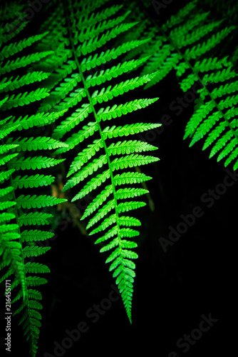 Common lady fern photo