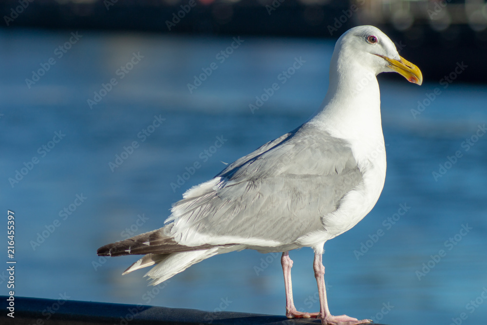 Obraz premium Seagull 