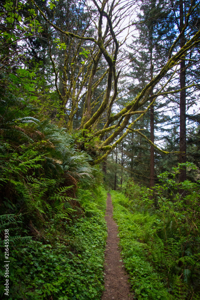 Fototapeta premium This way to te Pacific