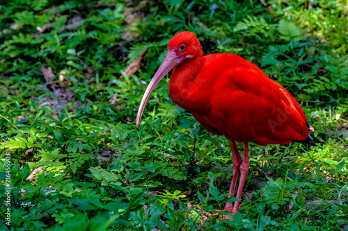 The scarlet ibis (Eudocimus ruber) is a species of ibis in the bird family Threskiornithidae. It inhabits tropical South America and islands of the Caribbean.